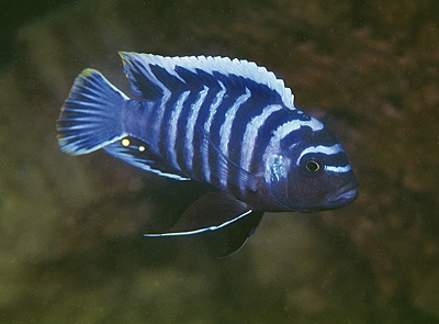 Cynotilapia zebroides 'Ntekete'
